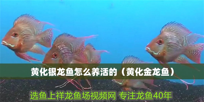 黃化銀龍魚怎么養活的（黃化金龍魚）