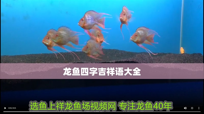 龍魚四字吉祥語大全