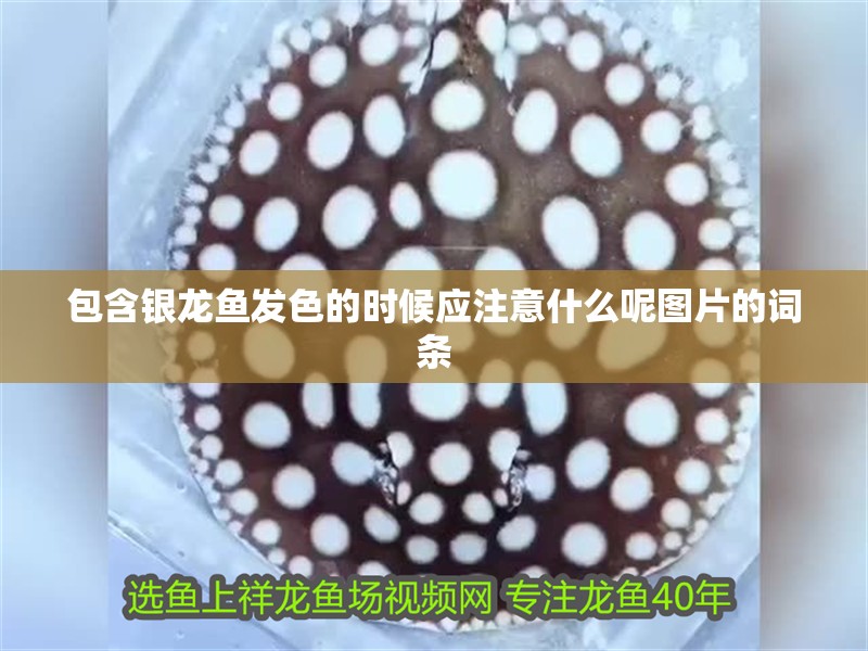 包含銀龍魚發色的時候應注意什么呢圖片的詞條
