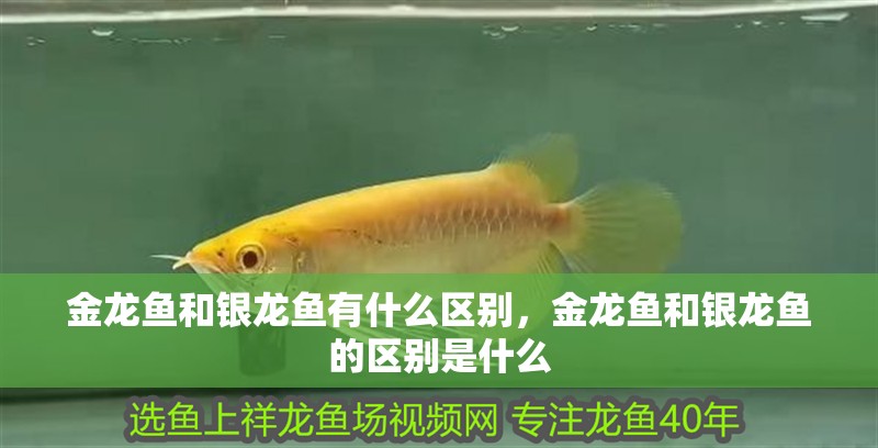 金龍魚和銀龍魚有什么區別，金龍魚和銀龍魚的區別是什么