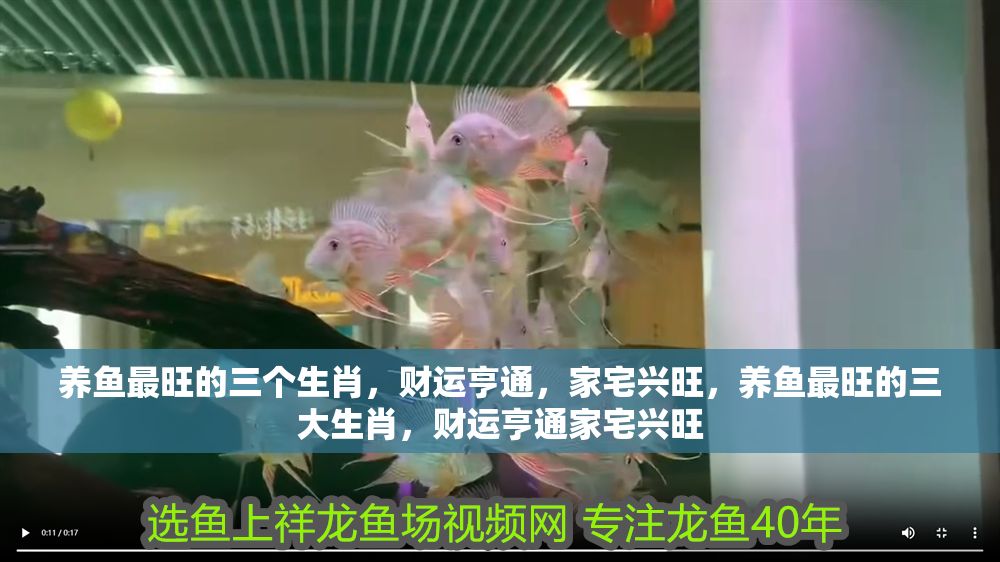 養魚最旺的三個生肖，財運亨通，家宅興旺，養魚最旺的三大生肖，財運亨通家宅興旺