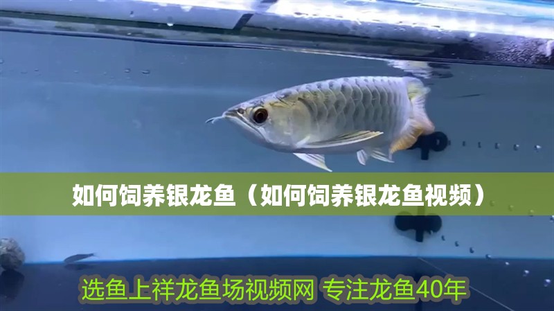 如何飼養銀龍魚（如何飼養銀龍魚視頻）