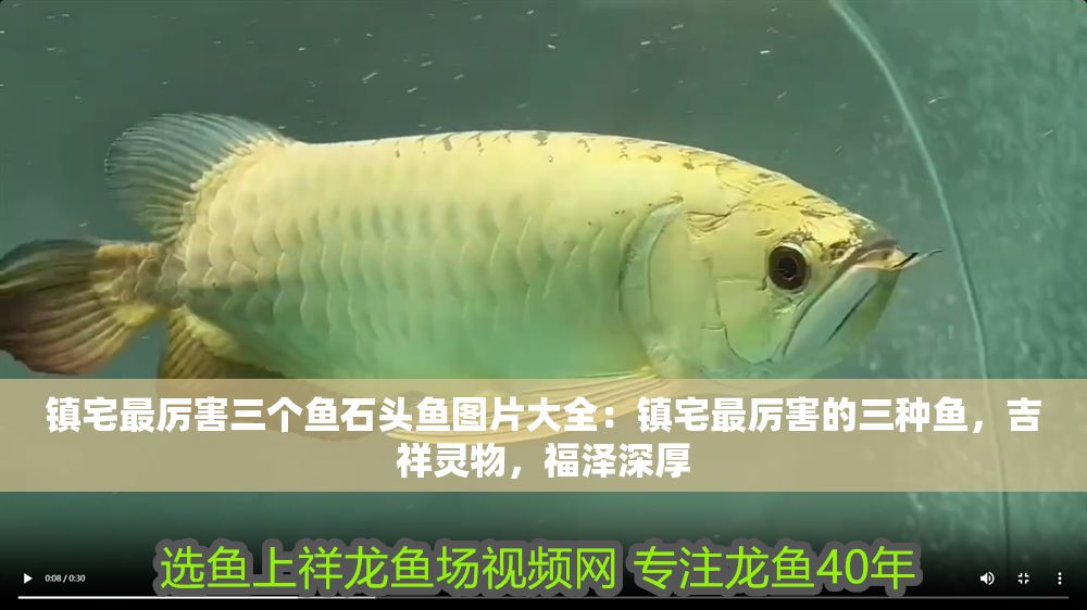 鎮宅最厲害三個魚石頭魚圖片大全：鎮宅最厲害的三種魚，吉祥靈物，福澤深厚