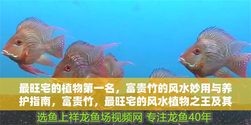 最旺宅的植物第一名，富貴竹的風(fēng)水妙用與養(yǎng)護指南，富貴竹，最旺宅的風(fēng)水植物之王及其養(yǎng)護全攻略