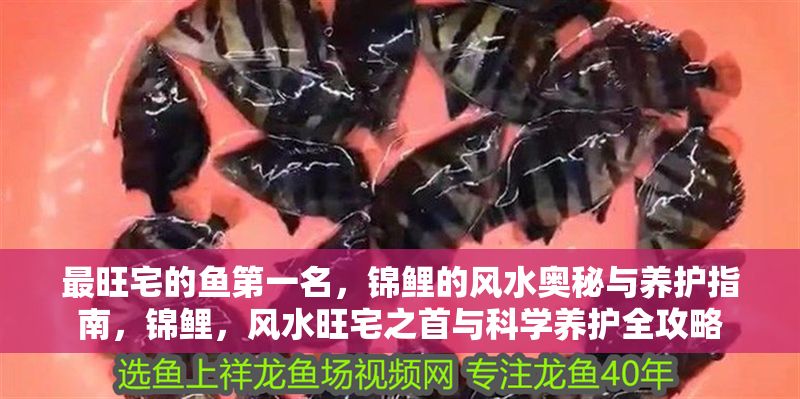 最旺宅的魚第一名，錦鯉的風(fēng)水奧秘與養(yǎng)護(hù)指南，錦鯉，風(fēng)水旺宅之首與科學(xué)養(yǎng)護(hù)全攻略