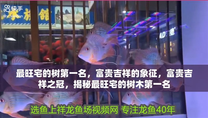 最旺宅的樹第一名，富貴吉祥的象征，富貴吉祥之冠，揭秘最旺宅的樹木第一名