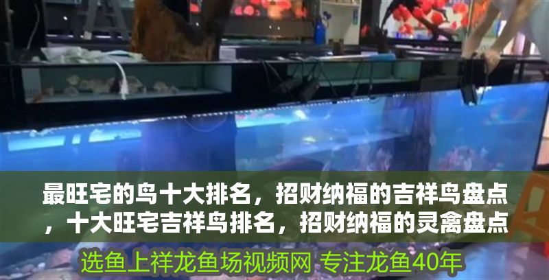 最旺宅的鳥十大排名，招財納福的吉祥鳥盤點，十大旺宅吉祥鳥排名，招財納福的靈禽盤點