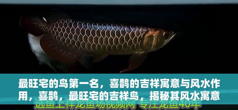 最旺宅的鳥第一名，喜鵲的吉祥寓意與風(fēng)水作用，喜鵲，最旺宅的吉祥鳥，揭秘其風(fēng)水寓意與招運(yùn)作用