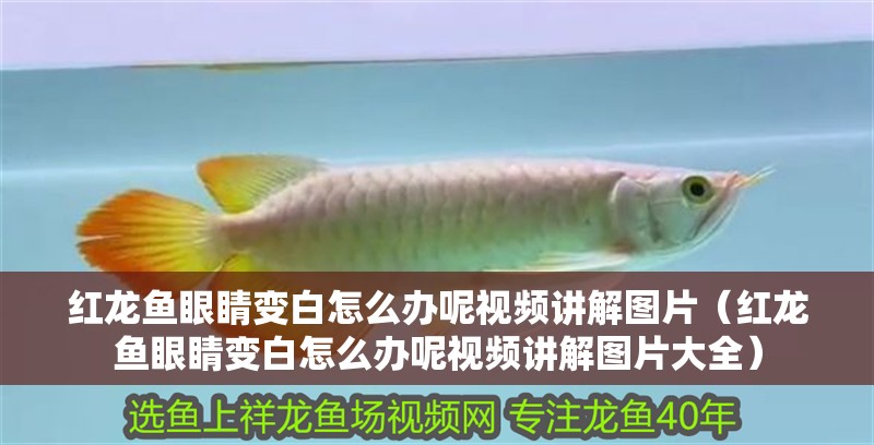 紅龍魚眼睛變白怎么辦呢視頻講解圖片（紅龍魚眼睛變白怎么辦呢視頻講解圖片大全）