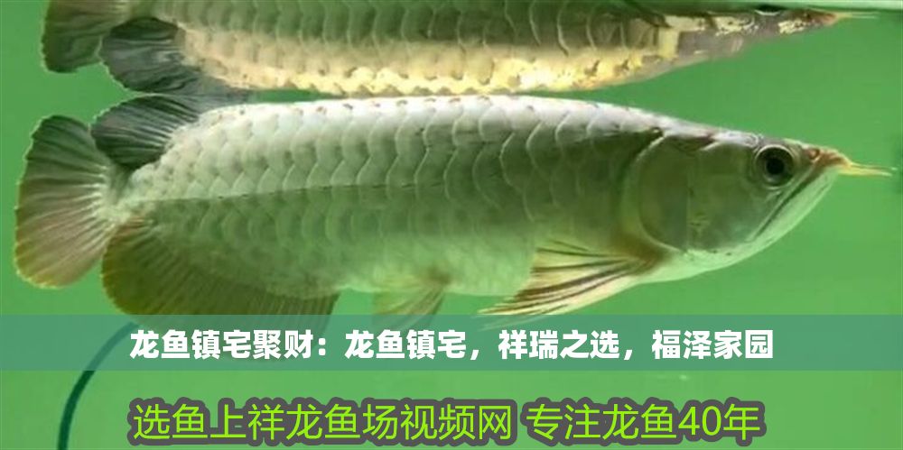 龍魚鎮宅聚財：龍魚鎮宅，祥瑞之選，福澤家園