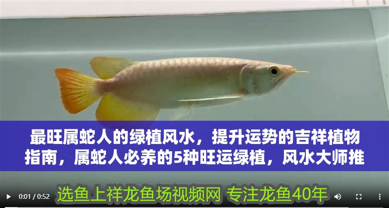 最旺屬蛇人的綠植風水，提升運勢的吉祥植物指南，屬蛇人必養的5種旺運綠植，風水大師推薦招財開運指南