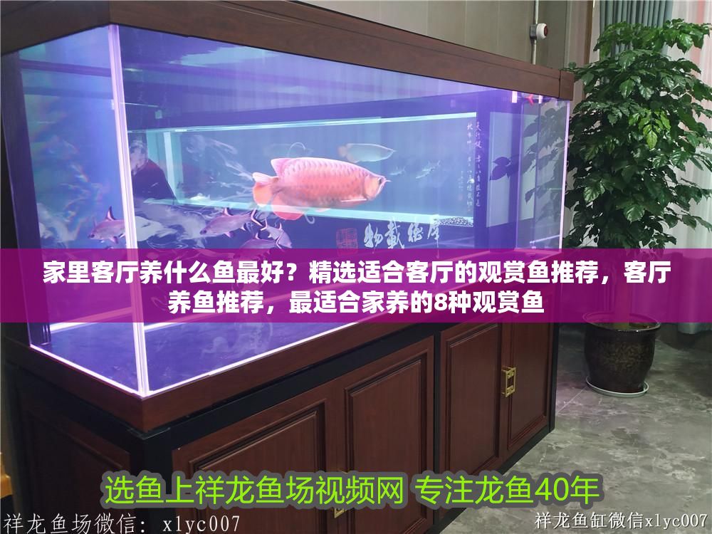 家里客廳養(yǎng)什么魚最好？精選適合客廳的觀賞魚推薦，客廳養(yǎng)魚推薦，最適合家養(yǎng)的8種觀賞魚