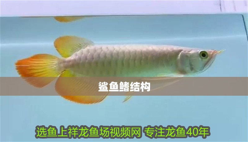 鯊魚鰭結構