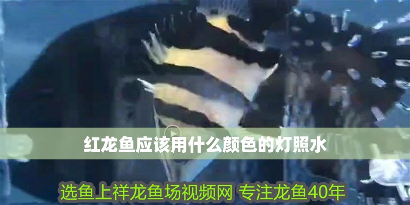 紅龍魚應該用什么顏色的燈照水