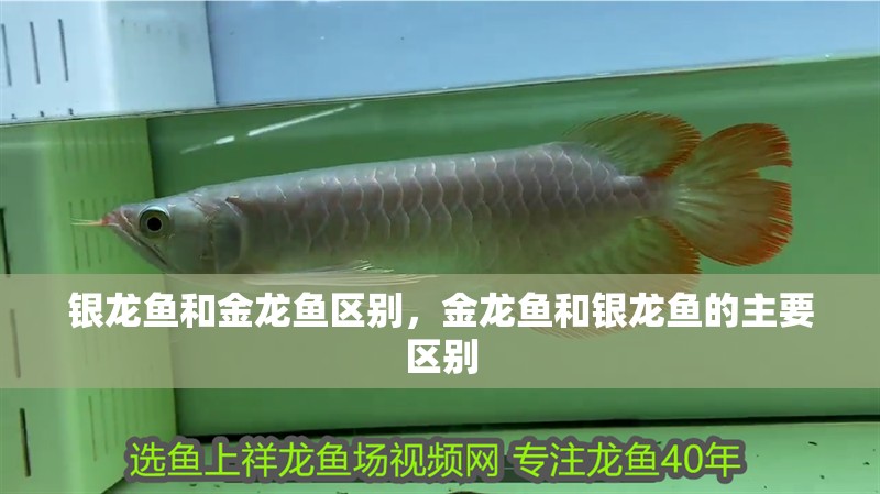 銀龍魚和金龍魚區別，金龍魚和銀龍魚的主要區別