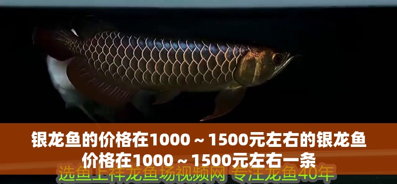 銀龍魚的價(jià)格在1000～1500元左右的銀龍魚價(jià)格在1000～1500元左右一條