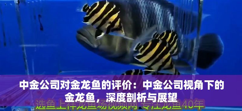中金公司對金龍魚的評價：中金公司視角下的金龍魚，深度剖析與展望