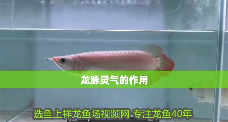 龍脈靈氣的作用