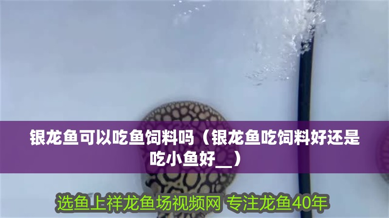 銀龍魚可以吃魚飼料嗎（銀龍魚吃飼料好還是吃小魚好__）