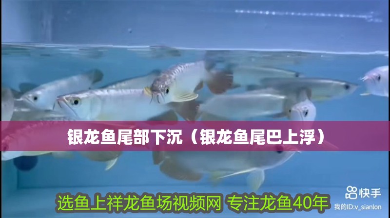 銀龍魚尾部下沉（銀龍魚尾巴上浮） 銀龍魚尾部下沉（銀龍魚尾巴上浮） 銀龍魚百科