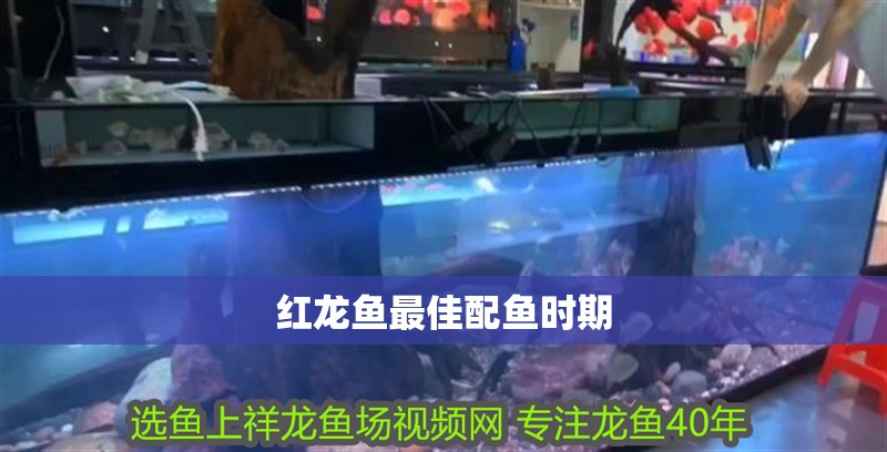 紅龍魚最佳配魚時(shí)期