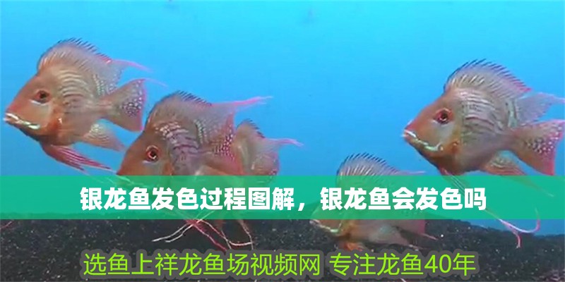 銀龍魚發色過程圖解，銀龍魚會發色嗎 銀龍魚發色過程圖解，銀龍魚會發色嗎 銀龍魚百科
