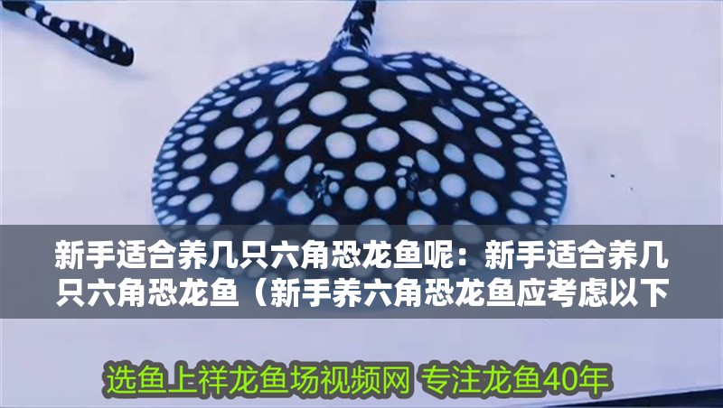 新手適合養幾只六角恐龍魚呢：新手適合養幾只六角恐龍魚（新手養六角恐龍魚應考慮以下幾個關鍵因素，新手應考慮）