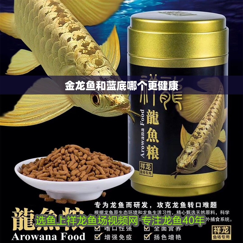 金龍魚和藍底哪個更健康