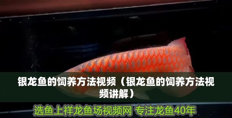 銀龍魚的飼養(yǎng)方法視頻（銀龍魚的飼養(yǎng)方法視頻講解）