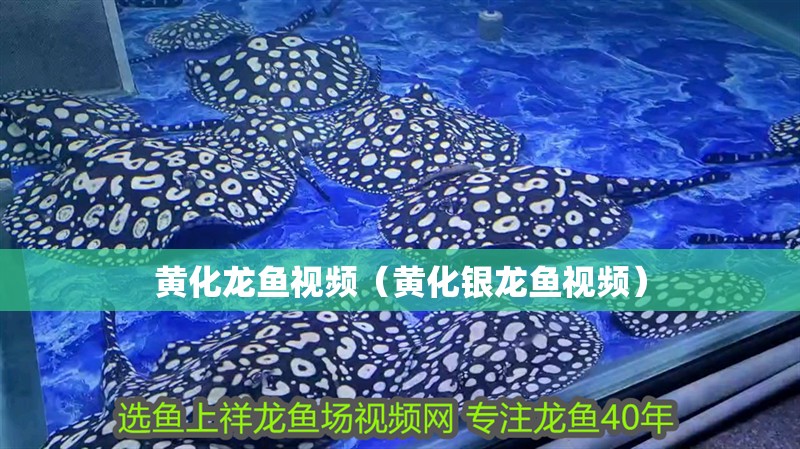 黃化龍魚(yú)視頻（黃化銀龍魚(yú)視頻）