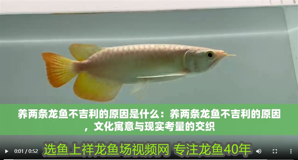詳細閱讀:養兩條龍魚不吉利的原因是什么:養兩條龍魚不吉利的原因,文化寓意與現實考量的交織 養兩條龍魚不吉利的原因是什么:養兩條龍魚不吉利的原因,文化寓意與現實考量的交織