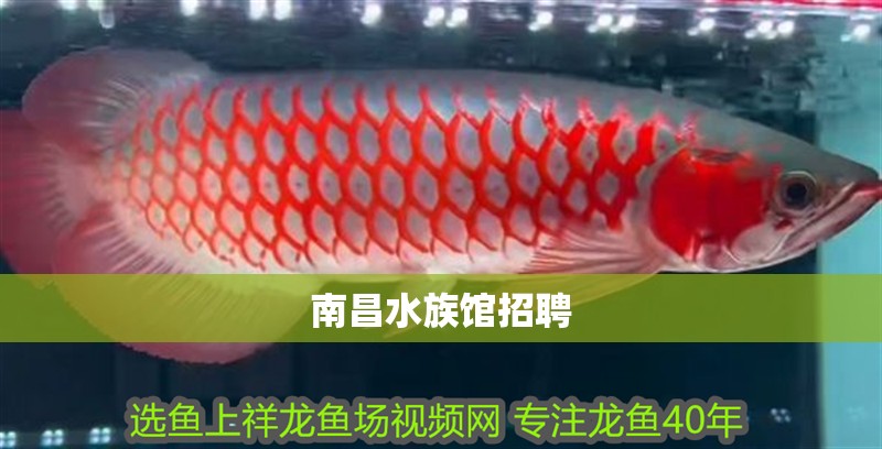 南昌水族館招聘