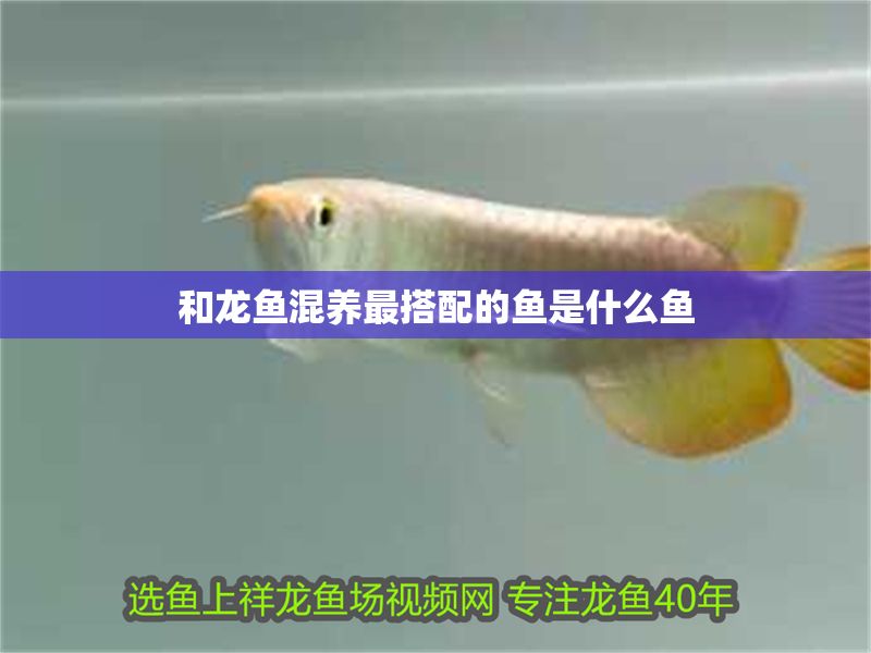 和龍魚混養(yǎng)最搭配的魚是什么魚