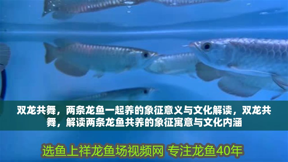 雙龍共舞，兩條龍魚一起養的象征意義與文化解讀，雙龍共舞，解讀兩條龍魚共養的象征寓意與文化內涵