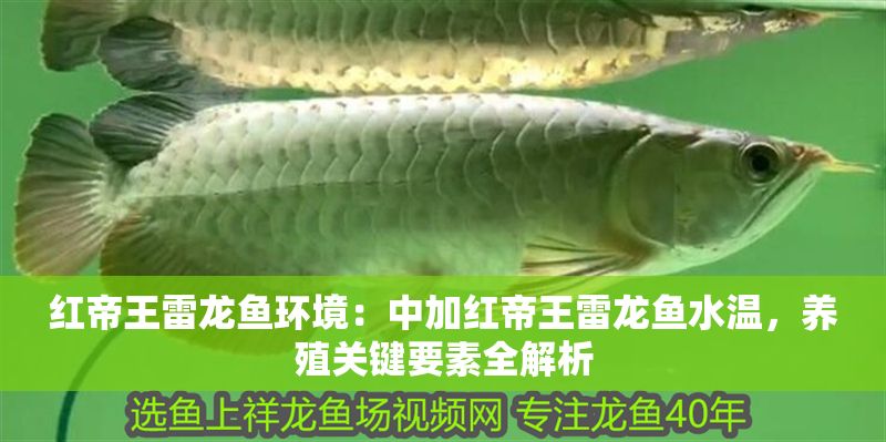 紅帝王雷龍魚環境：中加紅帝王雷龍魚水溫，養殖關鍵要素全解析