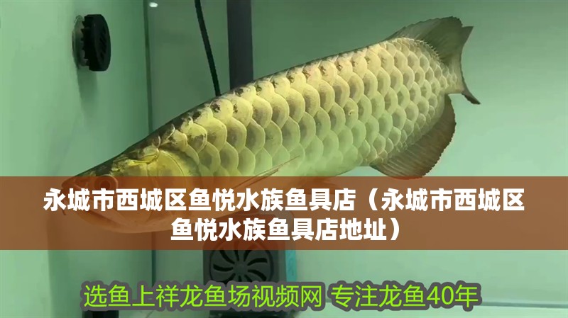 永城市西城區(qū)魚悅水族魚具店（永城市西城區(qū)魚悅水族魚具店地址）