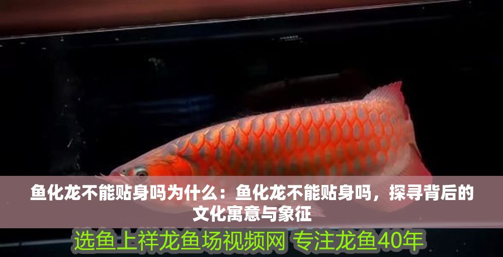 魚化龍不能貼身嗎為什么：魚化龍不能貼身嗎，探尋背后的文化寓意與象征