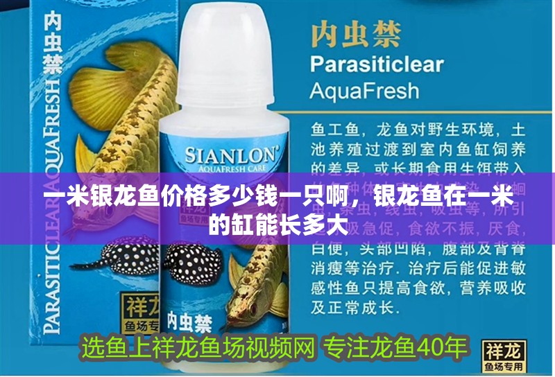 一米銀龍魚價(jià)格多少錢一只啊，銀龍魚在一米的缸能長(zhǎng)多大