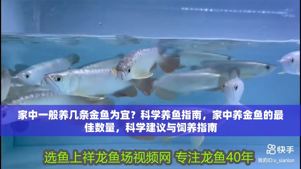 家中一般養幾條金魚為宜？科學養魚指南，家中養金魚的最佳數量，科學建議與飼養指南