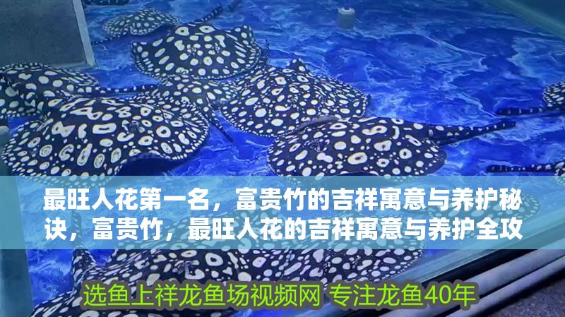 最旺人花第一名，富貴竹的吉祥寓意與養護秘訣，富貴竹，最旺人花的吉祥寓意與養護全攻略