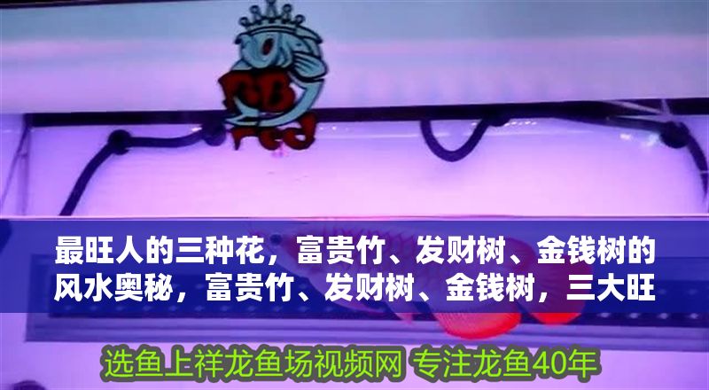 最旺人的三種花，富貴竹、發財樹、金錢樹的風水奧秘，富貴竹、發財樹、金錢樹，三大旺運植物的風水奧秘解析
