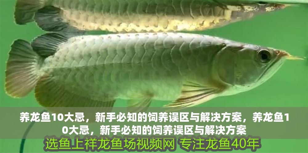 養龍魚10大忌，新手必知的飼養誤區與解決方案，養龍魚10大忌，新手必知的飼養誤區與解決方案