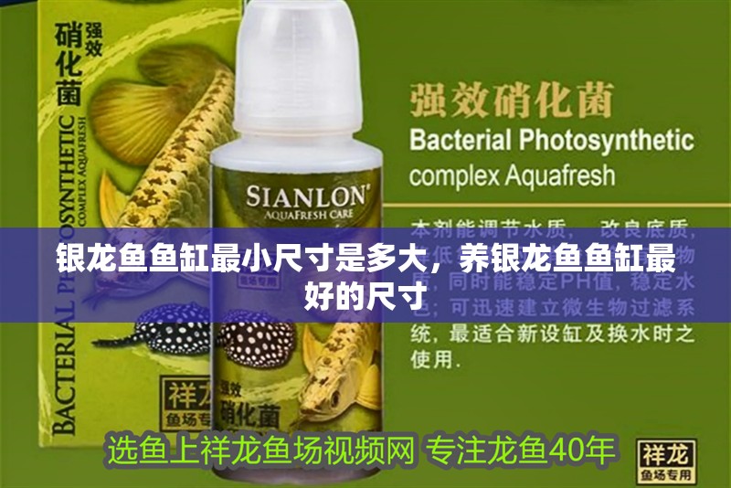 銀龍魚魚缸最小尺寸是多大，養(yǎng)銀龍魚魚缸最好的尺寸