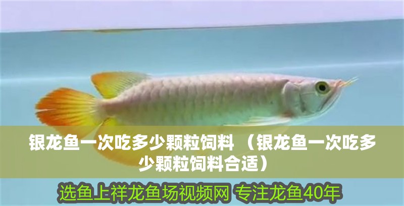 銀龍魚一次吃多少顆粒飼料 （銀龍魚一次吃多少顆粒飼料合適）