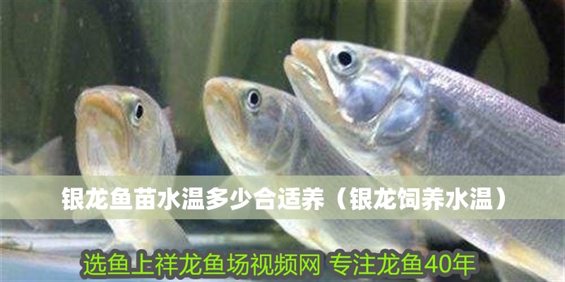 銀龍魚苗水溫多少合適養（銀龍飼養水溫）