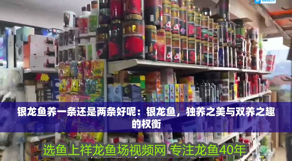 銀龍魚養一條還是兩條好呢：銀龍魚，獨養之美與雙養之趣的權衡