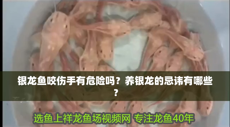 銀龍魚咬傷手有危險嗎？養銀龍的忌諱有哪些？