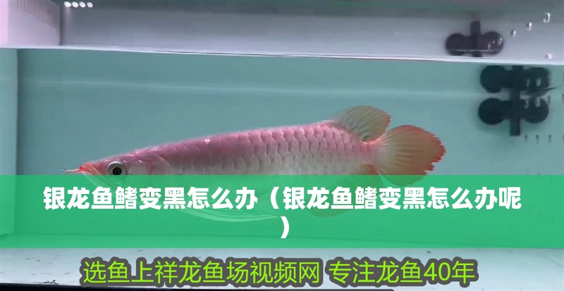 銀龍魚鰭變黑怎么辦（銀龍魚鰭變黑怎么辦呢）