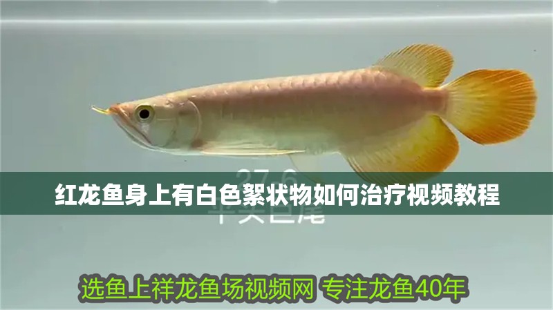 紅龍魚身上有白色絮狀物如何治療視頻教程