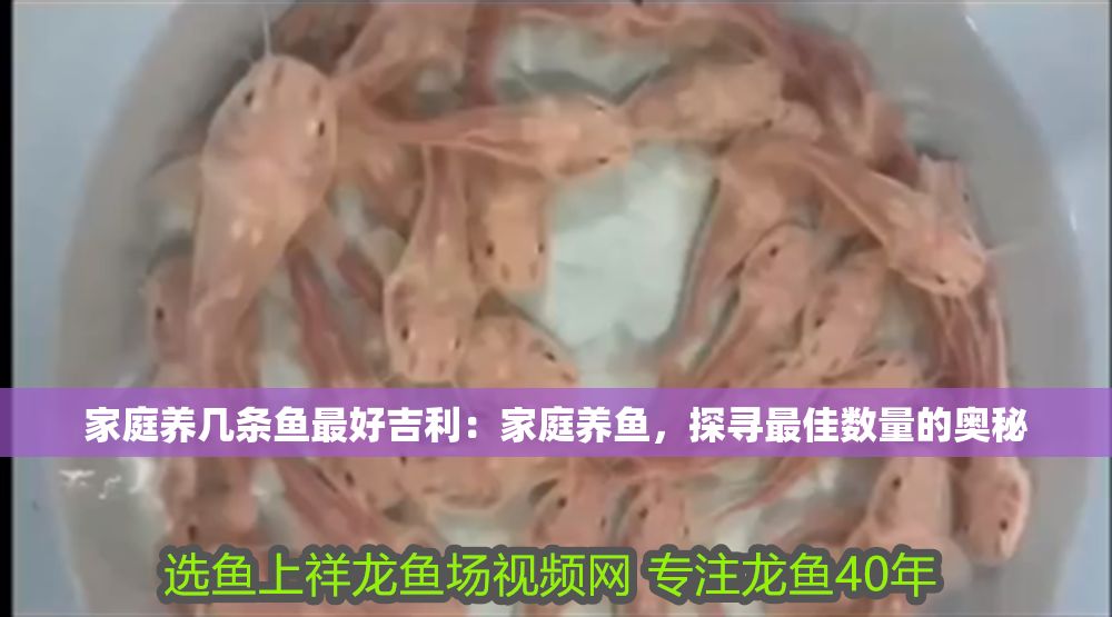 家庭養幾條魚最好吉利：家庭養魚，探尋最佳數量的奧秘